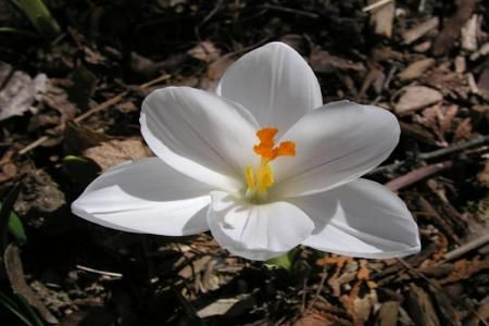 Crocus, o planta decorativa si curativa